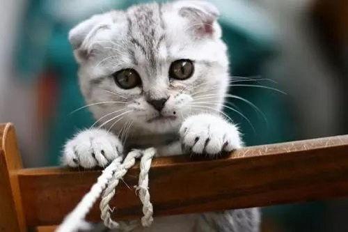 娱乐吃瓜君和折耳猫后续,一场跨界奇遇记  第1张